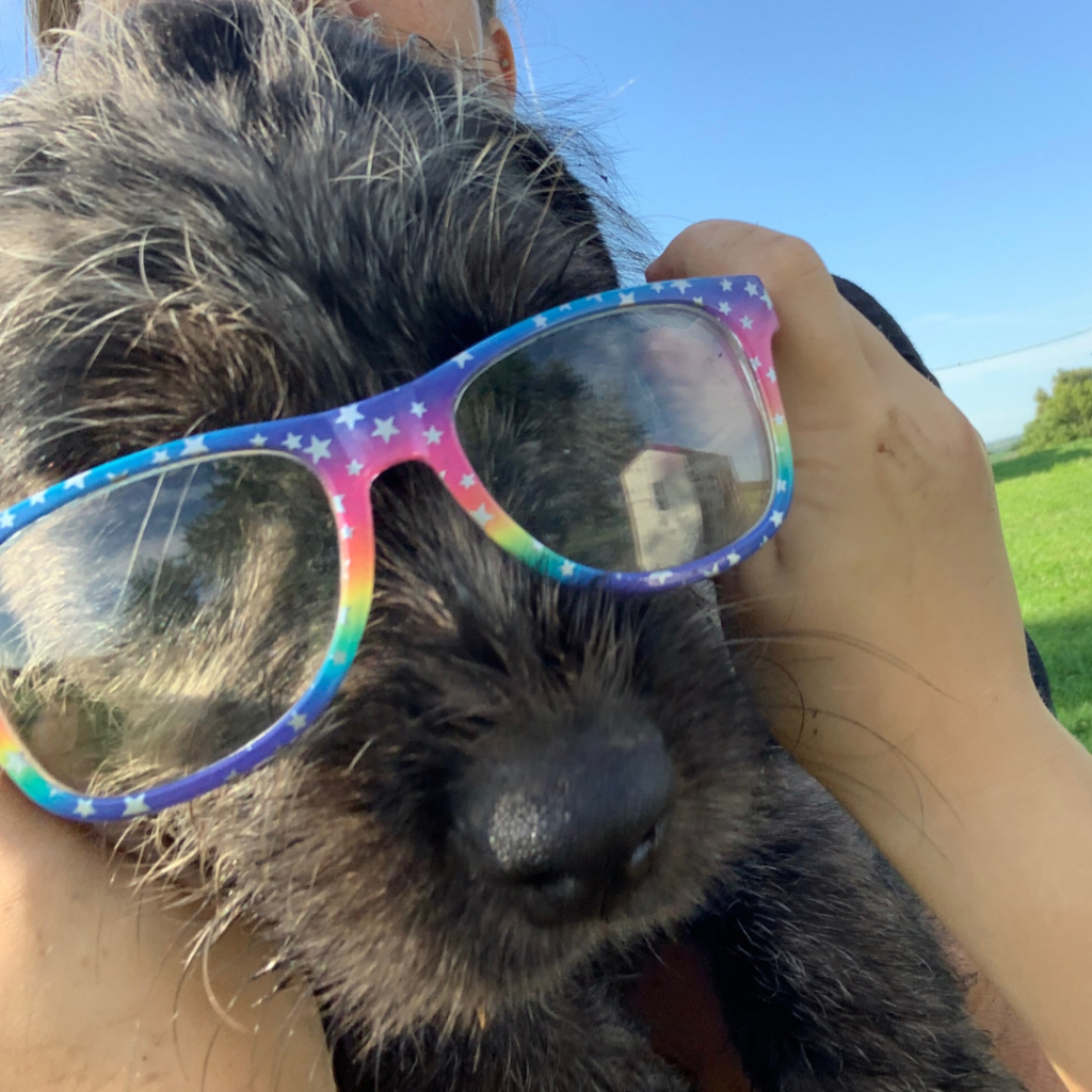 Puppy with fun glasses