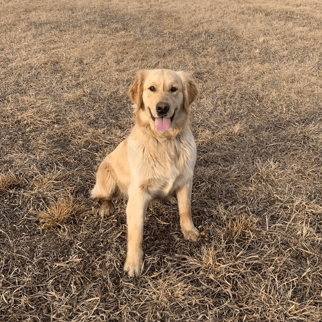Taylor, Mother of Goldendoodles