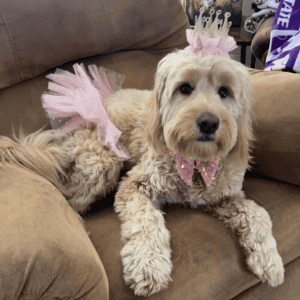 A fluffy Miniature Goldendoodle wearing a pink tutu, sparkly pink bow tie, and a small tiara while lounging on a brown recliner.