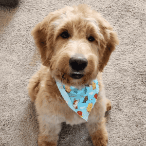 A fluffy light brown Miniature Goldendoodle puppy sitting on a beige carpet, wearing a light blue bandana decorated with cartoon characters including Winnie the Pooh and friends.
