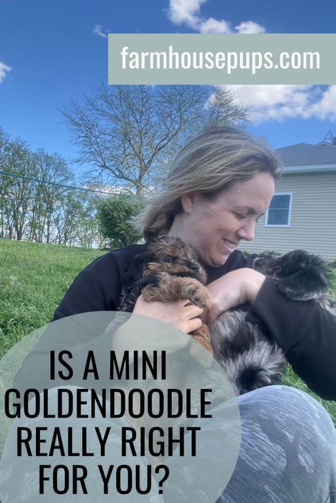 F1 Miniature Goldendoodles