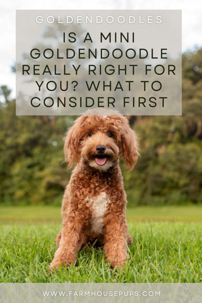 F1 Miniature Goldendoodles