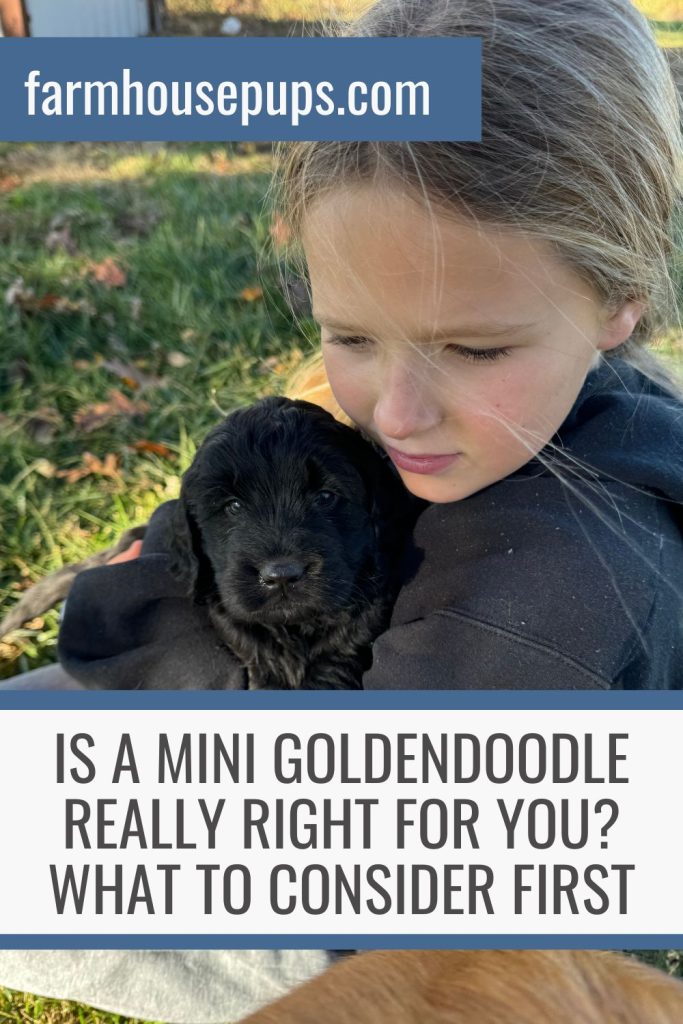 F1 Miniature Goldendoodles