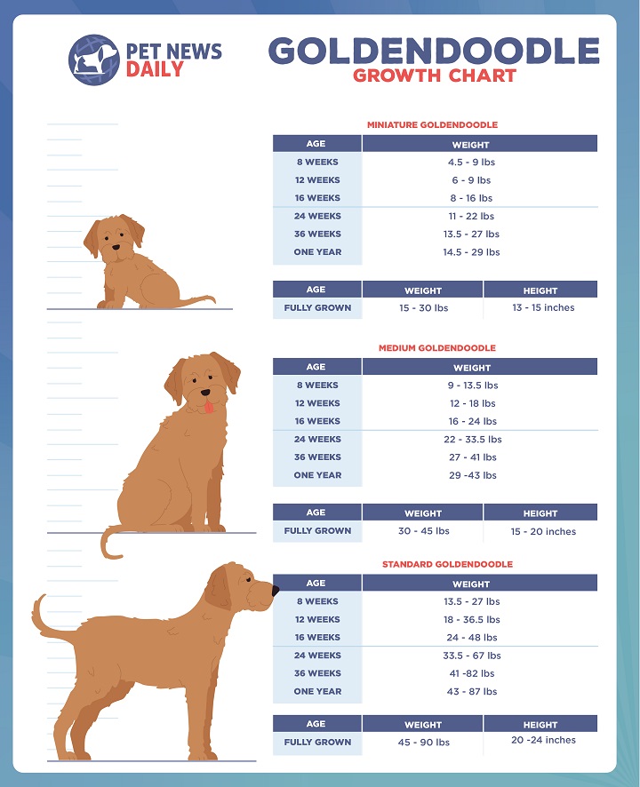 F1 Miniature Goldendoodles Size Chart
