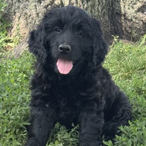Bella - Female - F1 Miniature Goldendoodle